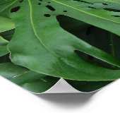 Elephant Ohr Pflanze Poster (Ecke)