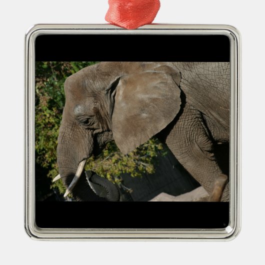 Elephant Ornament (Vorne)