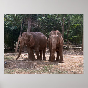 Elephant Pair Poster