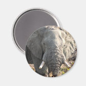 Elephant Pop Art Magnet (Vorderseite/Rückseite)