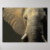 Elephant Portrait Poster (Vorne)