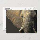 Elephant Portrait Postkarte (Vorne/Hinten)
