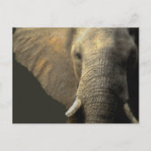 Elephant Portrait Postkarte (Vorderseite)