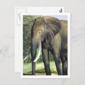 Elephant Postcard Postkarte (Vorne/Hinten)