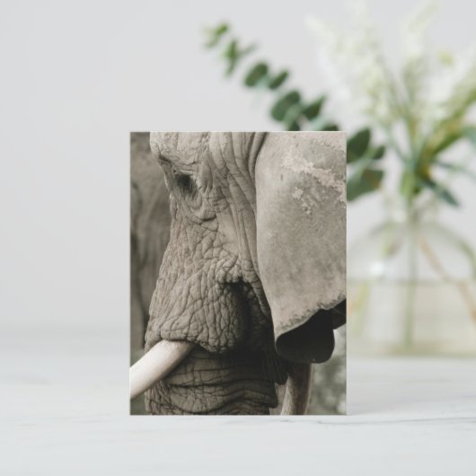 Elephant Postcard Postkarte (Stehend Vorderseite)