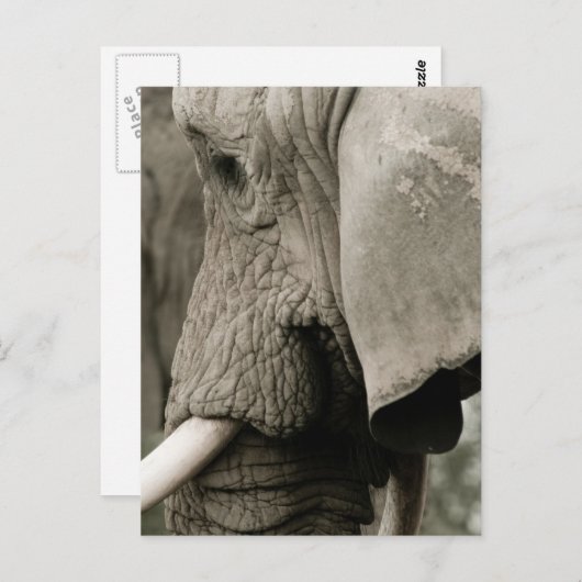 Elephant Postcard Postkarte (Vorne/Hinten)