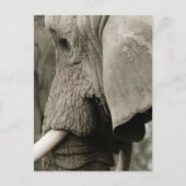 Elephant Postcard Postkarte (Vorderseite)