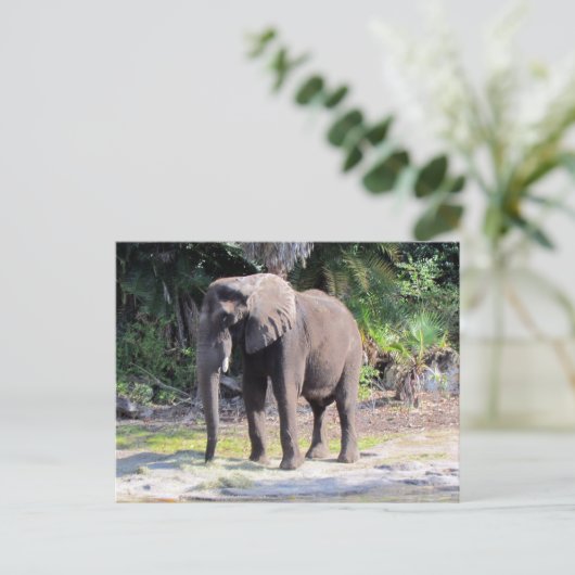 Elephant Postcard Postkarte (Stehend Vorderseite)