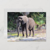 Elephant Postcard Postkarte (Vorne/Hinten)