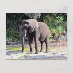 Elephant Postcard Postkarte