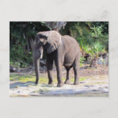 Elephant Postcard Postkarte (Vorderseite)