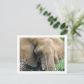 Elephant Postcard Postkarte (Stehend Vorderseite)