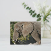 Elephant Postcard Postkarte (Stehend Vorderseite)