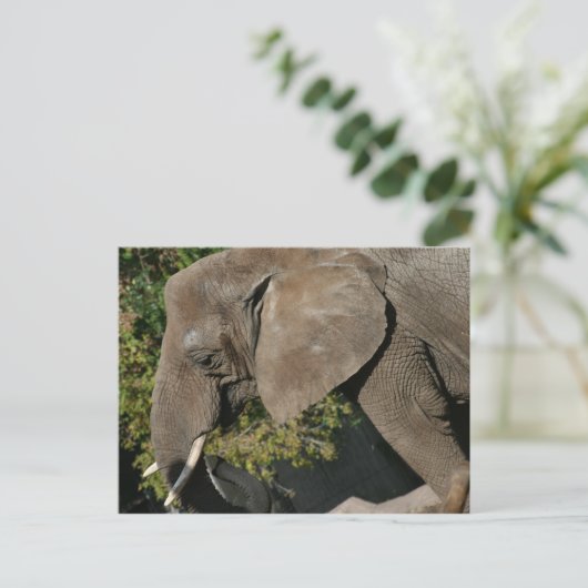 Elephant Postcard Postkarte (Stehend Vorderseite)