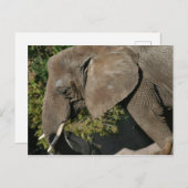 Elephant Postcard Postkarte (Vorne/Hinten)