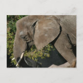 Elephant Postcard Postkarte (Vorderseite)