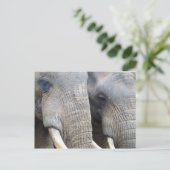 Elephant Postcard Postkarte (Stehend Vorderseite)