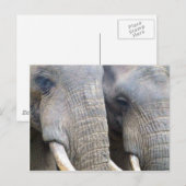 Elephant Postcard Postkarte (Vorne/Hinten)