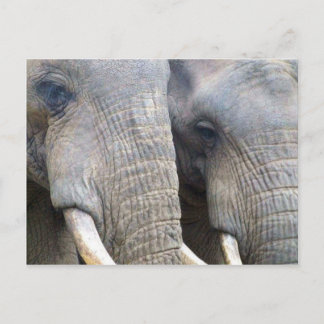 Elephant Postcard Postkarte