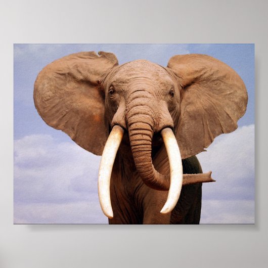 Elephant Poster (Vorne)