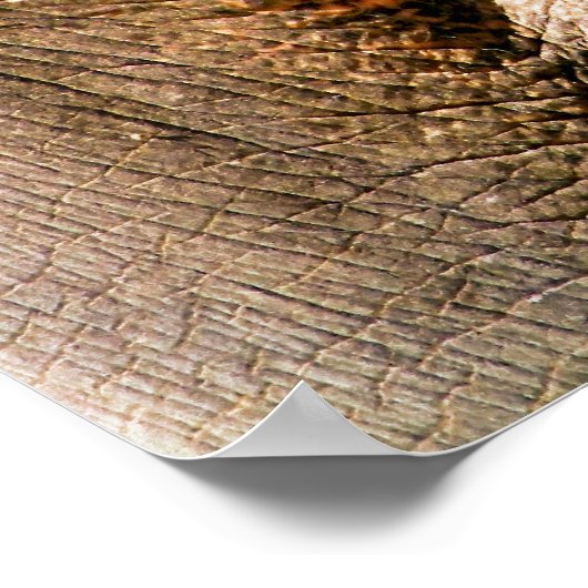 ELEPHANT POSTER (Ecke)