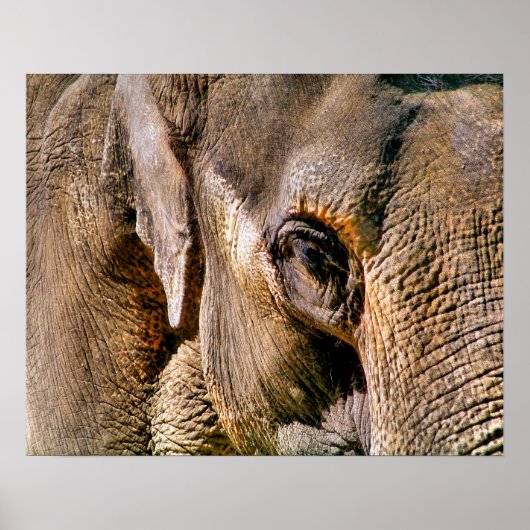 ELEPHANT POSTER (Vorne)