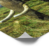 Elephant Poster (Ecke)