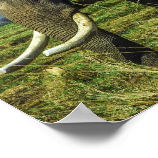 Elephant Poster (Ecke)