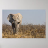 Elephant Poster (Vorne)