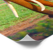 Elephant Poster (Ecke)