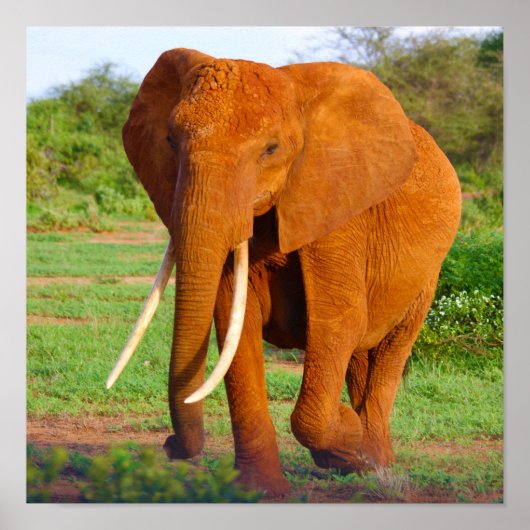 Elephant Poster (Vorne)