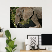 Elephant Poster (Heimbüro)