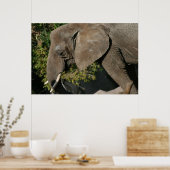 Elephant Poster (Küche)