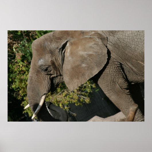 Elephant Poster (Vorne)