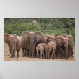 Elephant Poster