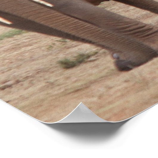 Elephant Poster (Ecke)