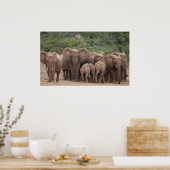 Elephant Poster (Küche)