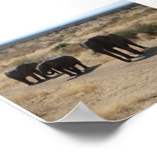Elephant Poster (Ecke)