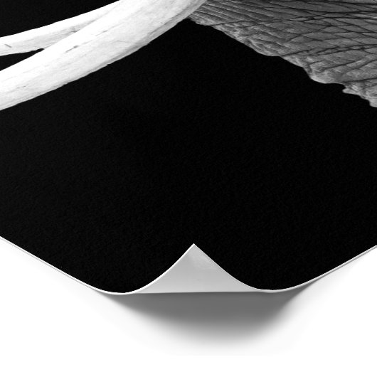 Elephant - Poster (Ecke)