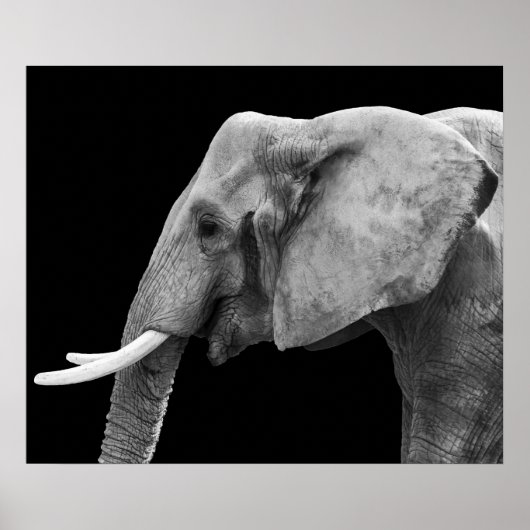 Elephant - Poster (Vorne)