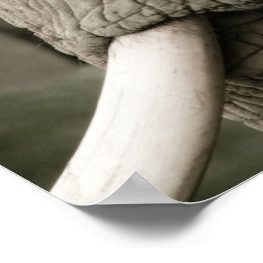 Elephant Poster (Ecke)