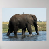 Elephant Poster (Vorne)