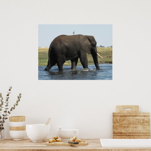 Elephant Poster (Küche)
