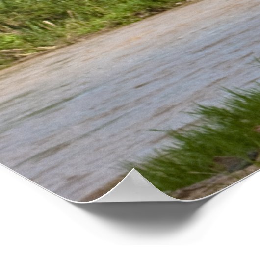 Elephant Poster in Farbe (Ecke)