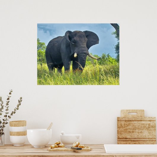 Elephant Posters Poster (Küche)