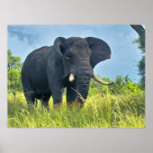Elephant Posters Poster (Vorne)