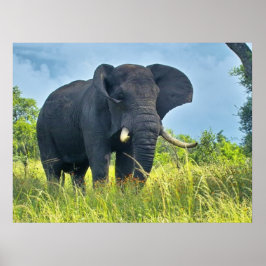 Elephant Posters Poster
