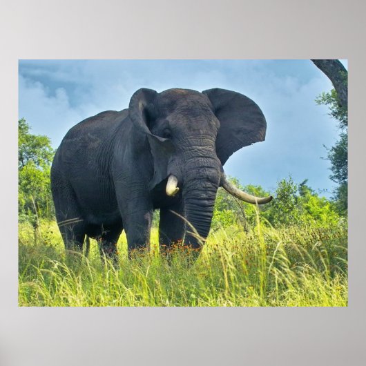 Elephant Posters Poster (Vorne)