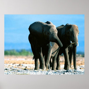 Elephant Posters Poster