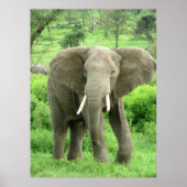 Elephant Posters Poster (Vorne)
